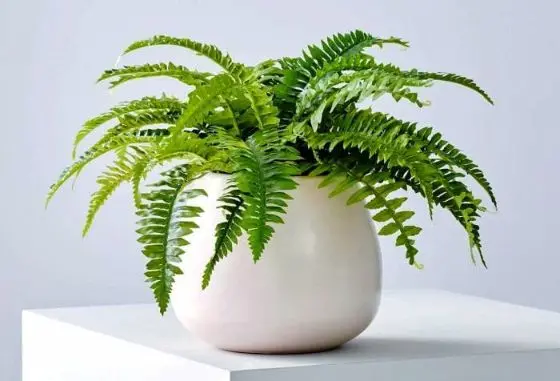 Beautiful and Lush Fern Plant