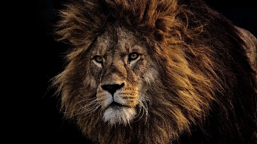 4K Lion King of the Jungle Image