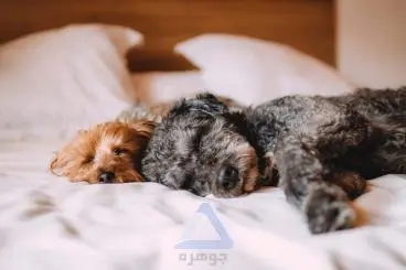 Beautiful Gray and Brown Dog Photo