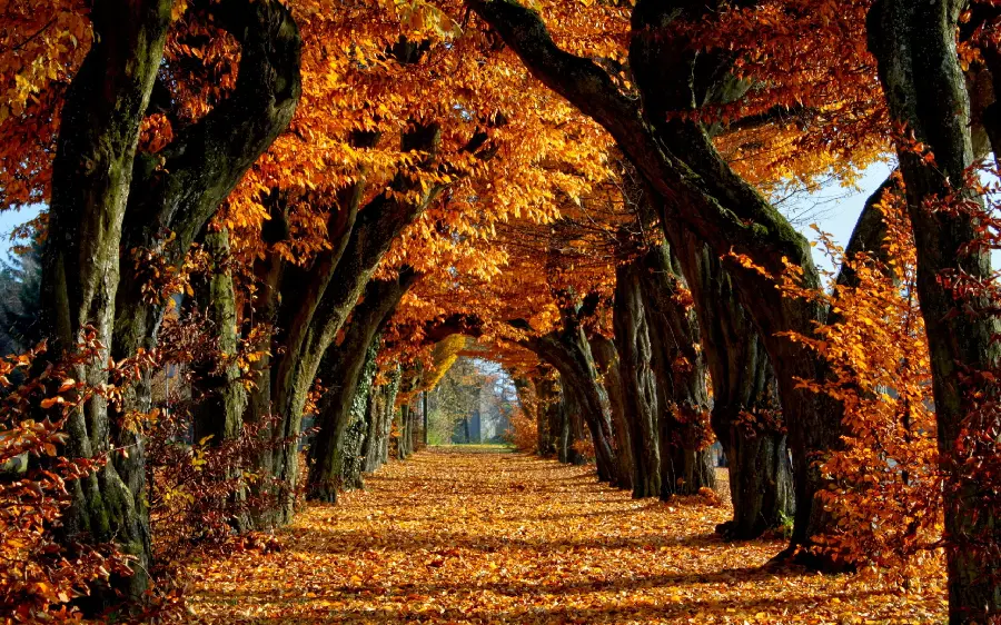 High-Quality Autumn Nature Image