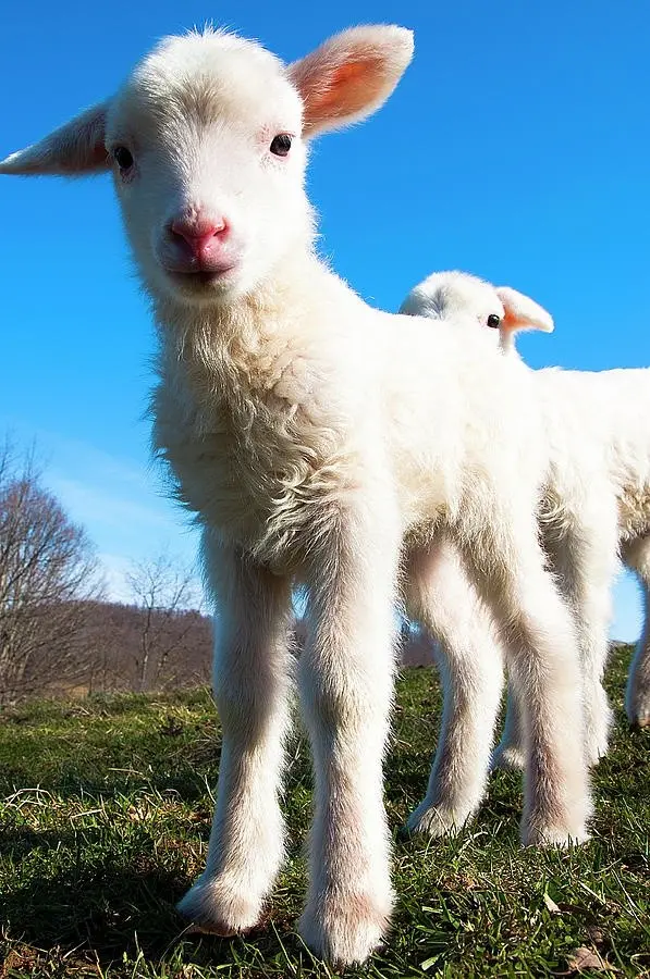 Download High-Quality Photo of Lamb in Pasture