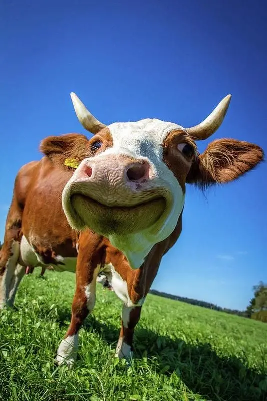Download HD Photo of Smiling Cow