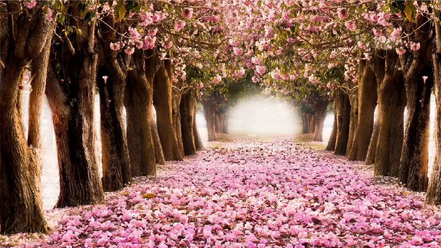 High-Quality Spring Wallpapers