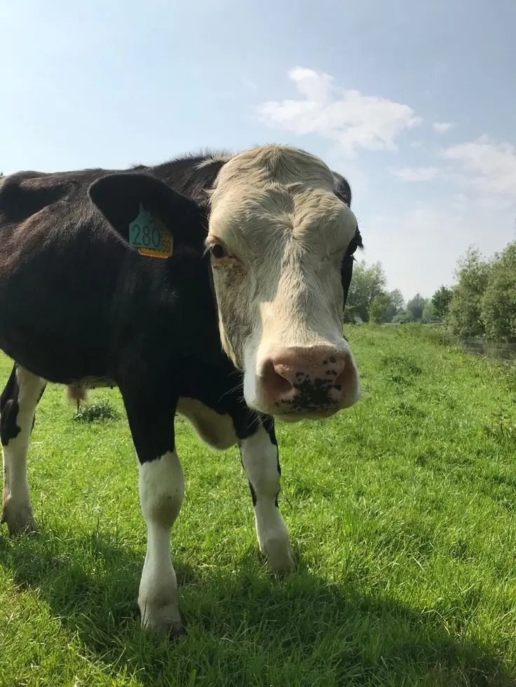 Download Background of Black Cow with Angry Face
