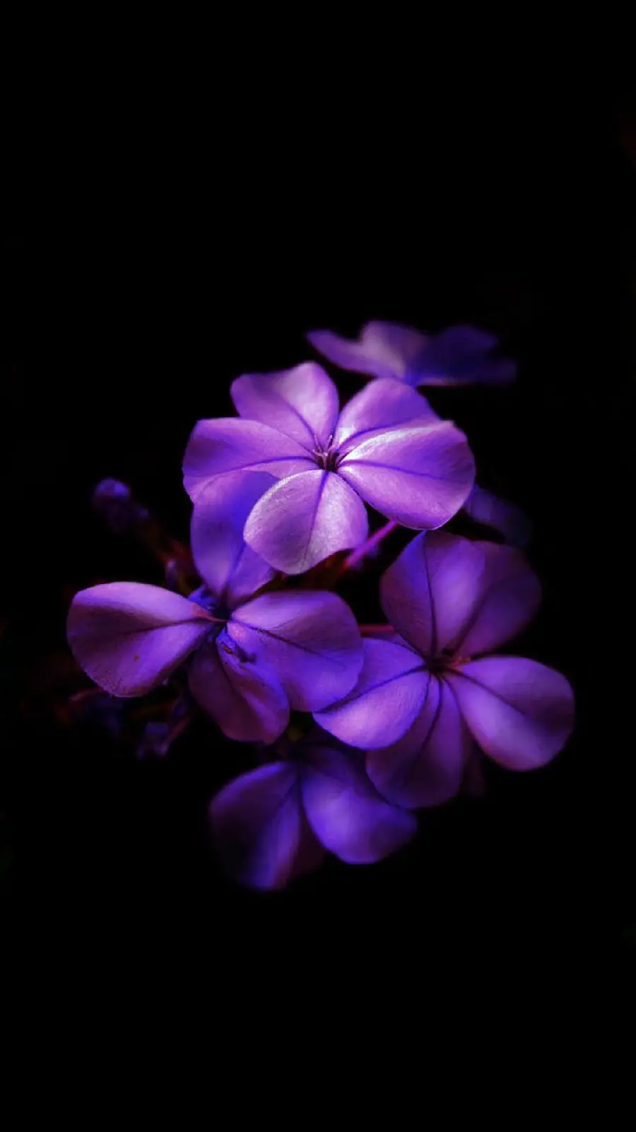 Purple Flower Wallpaper with Dark Background for Mobile