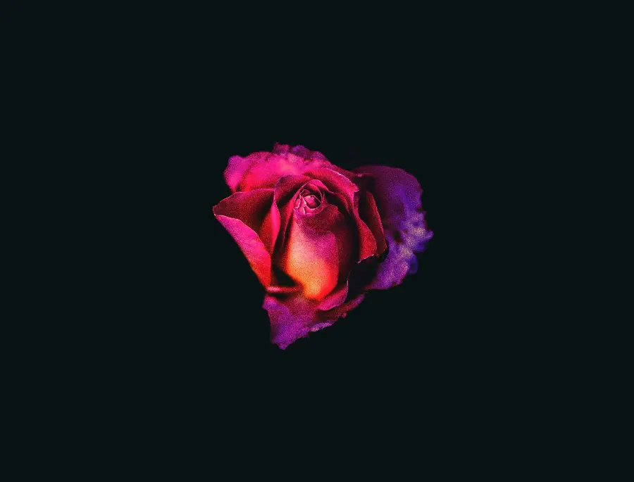Amoled Flower Wallpaper for Desktop Background