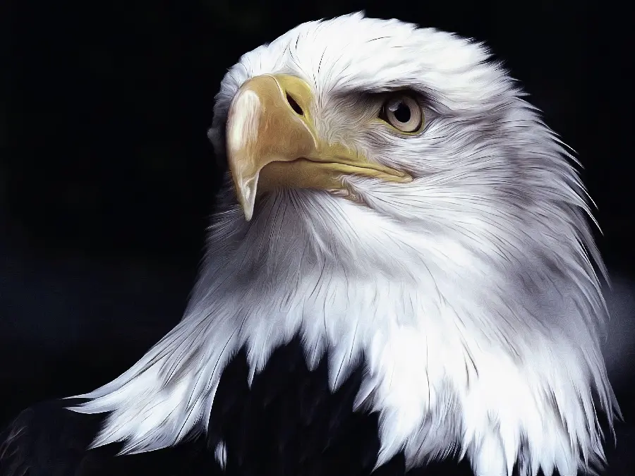 Beautiful Eagle Image for Profile in 8K Quality