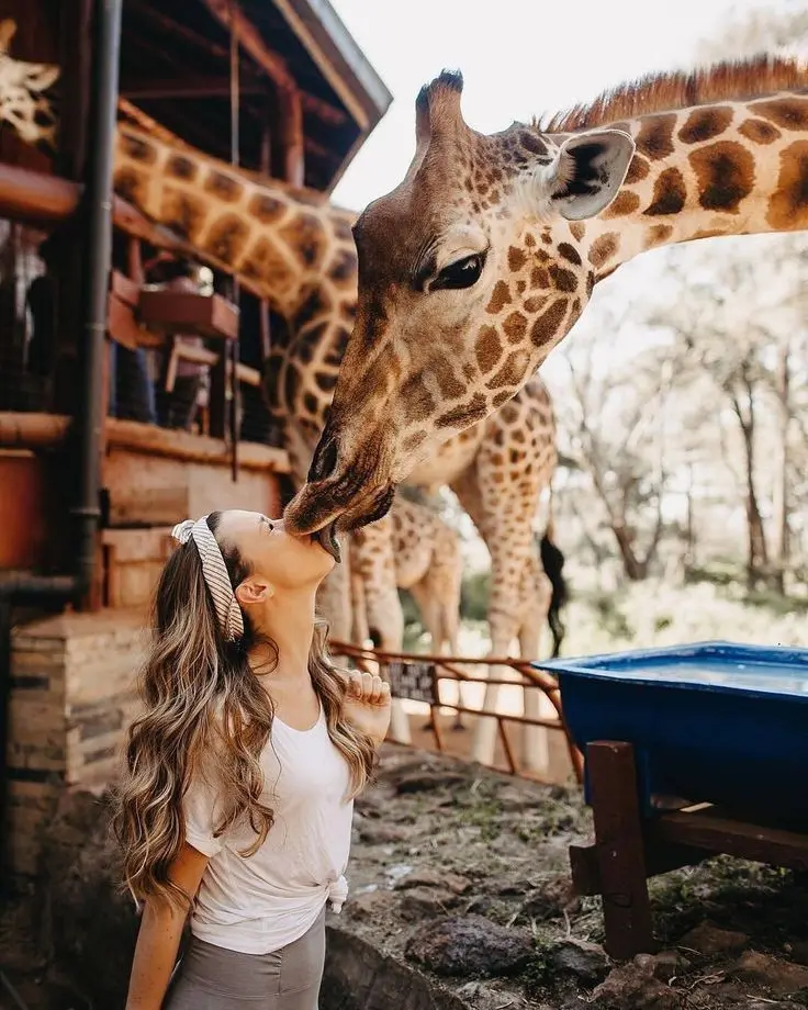 Download Giraffe Licking High Quality Image