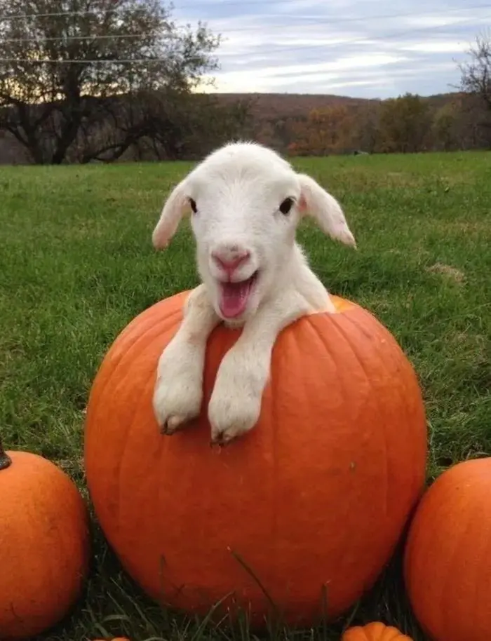 Download Profile Picture of White Lamb in Pumpkin