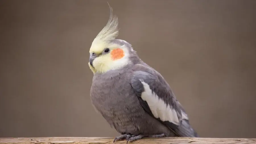 Cockatiel Beautiful Singing Bird Photo