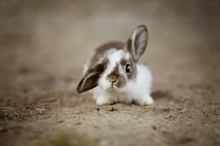 Cute Little Rabbit Picture for Profile