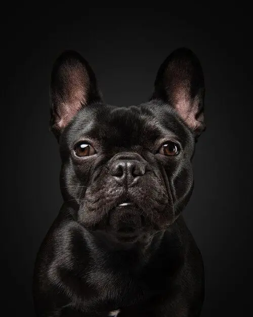 Download Wallpaper of Black Bulldog with Brown Eyes