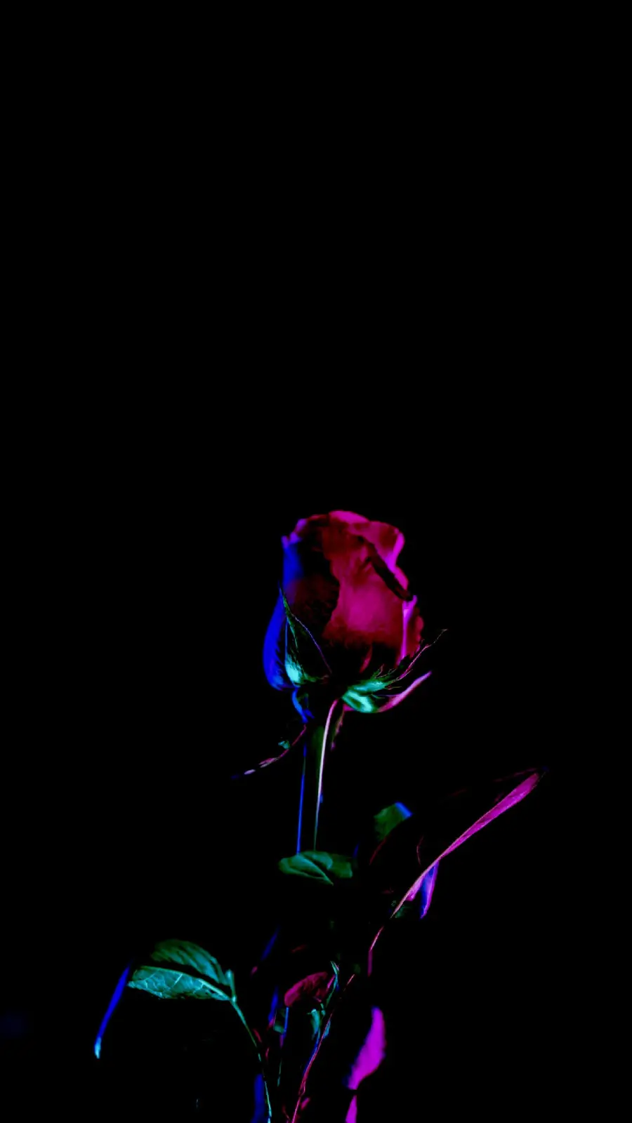 Amoled Rose Flower Wallpaper for Mobile Background