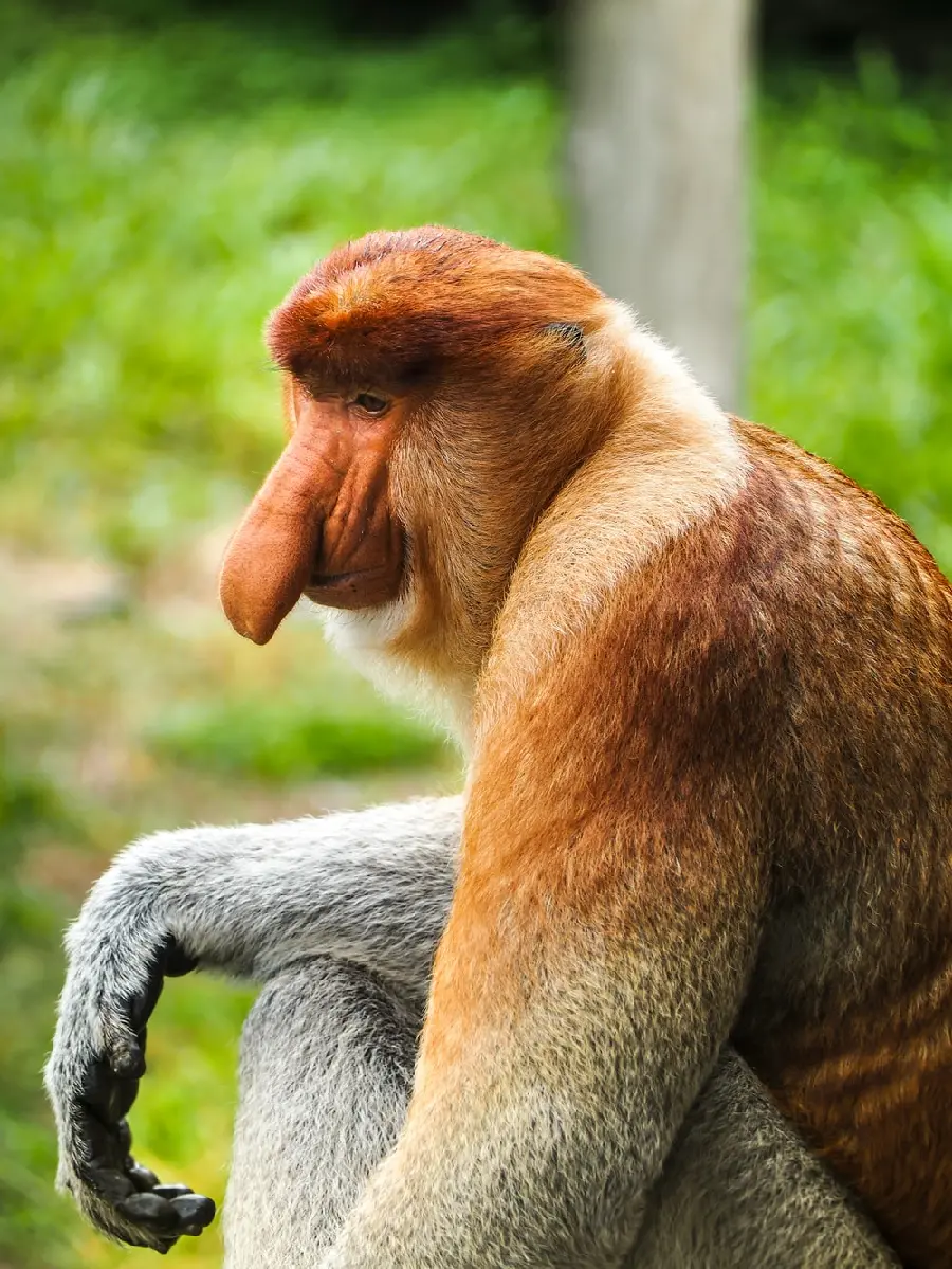 Download Photo of Proboscis Monkey