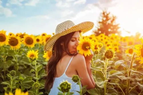 Download Beautiful Sunflower Wallpaper and Background Images