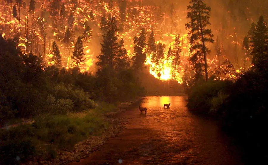 Download Images of Animals in Forest Fires