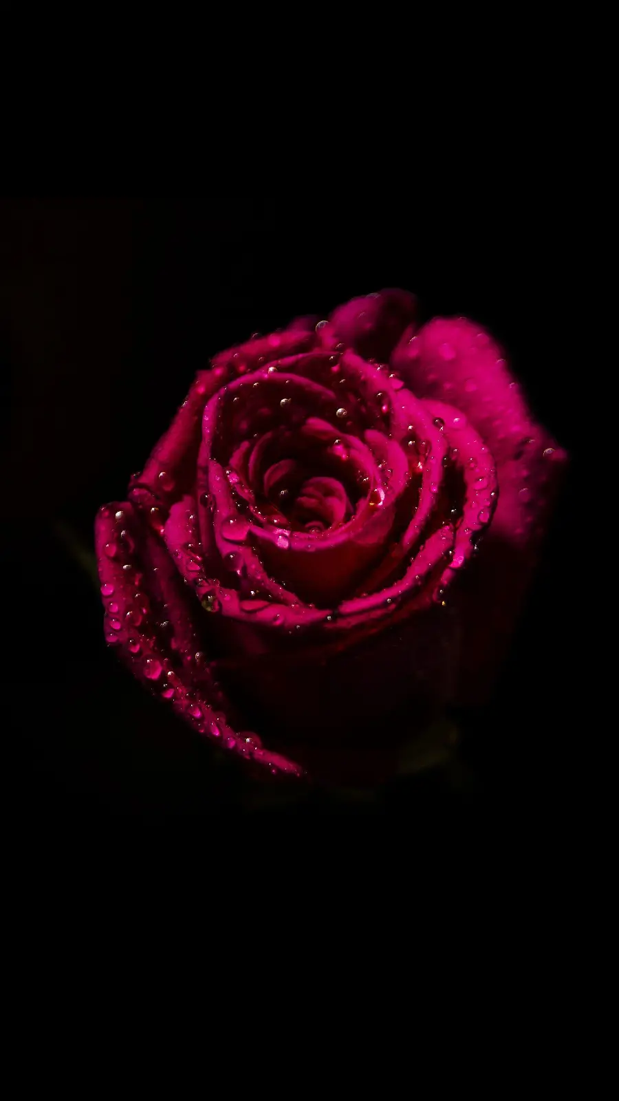 Download Amoled Rose Flower Wallpaper for Mobile
