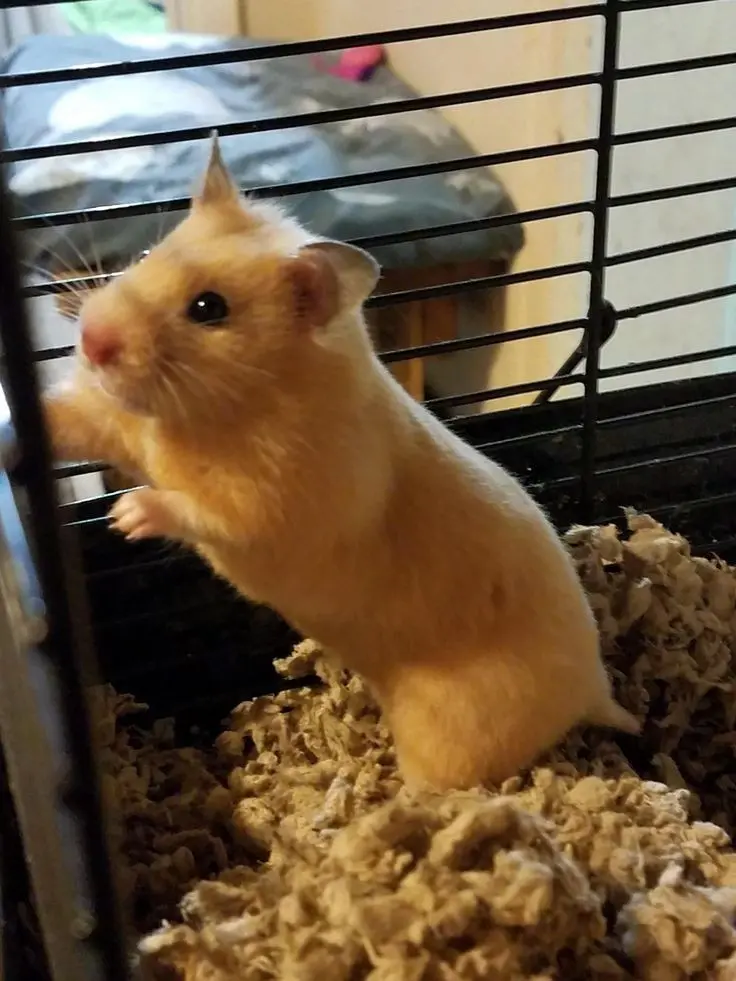 Download High-Quality Wallpaper of Hamster in a Cage