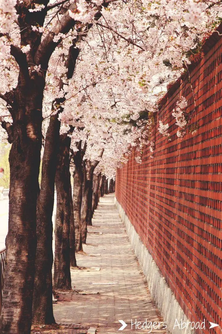 Cherry Blossoms in Seoul Images
