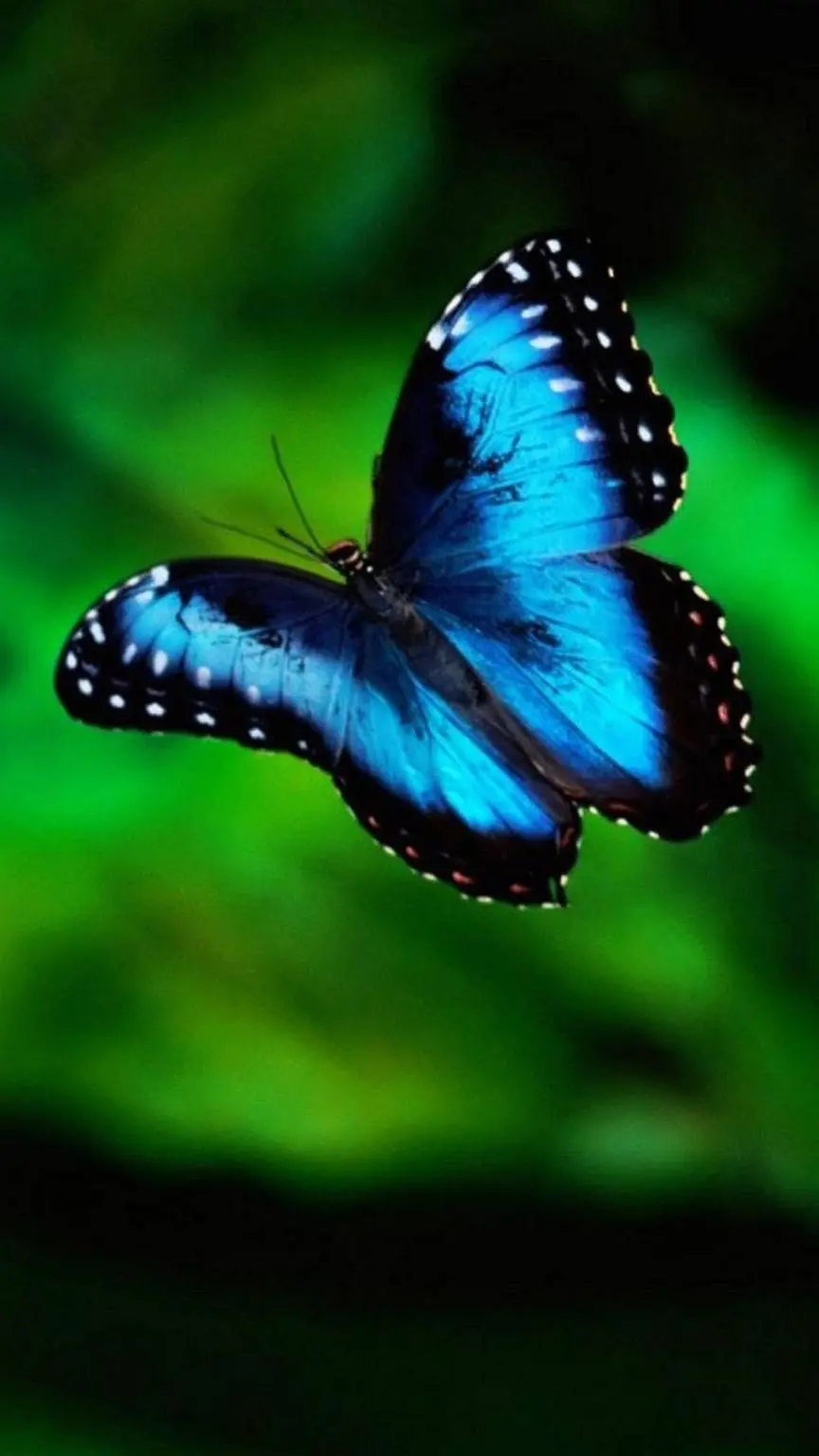 Blue Butterfly Wallpaper for iPhone 7 - Beautiful and Unique