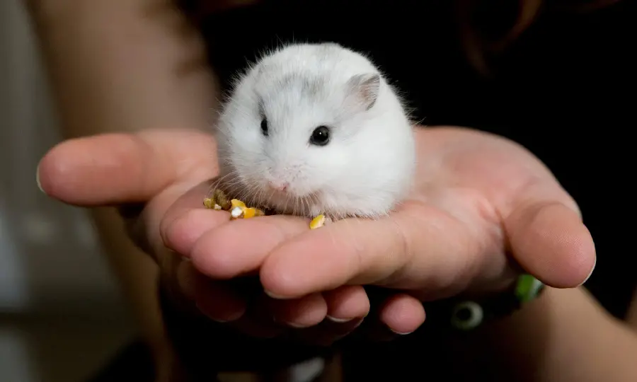 Download Desktop Image of Small White Hamster