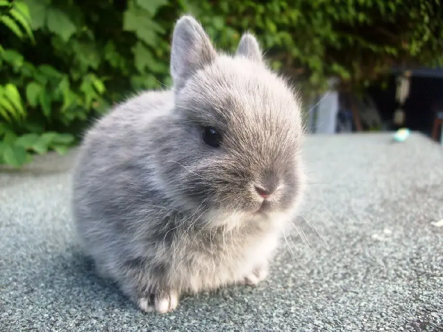 Download Fluffy Cute Rabbit Picture
