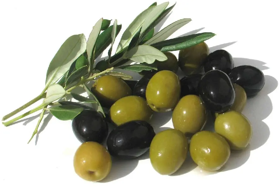 Download Photo of Olive, a Delicious Souvenir from Gilan