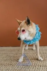 Funny Dog with Glasses - Amusing and Cute