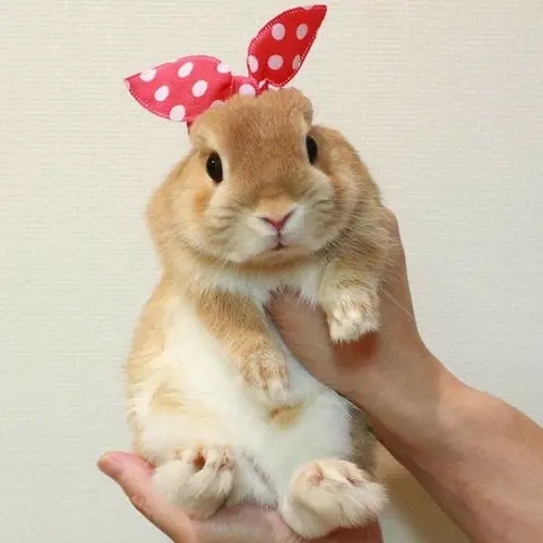 Cute Rabbit High-Quality Photo