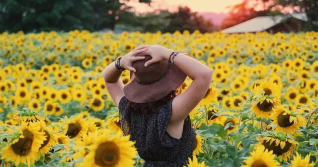 Download Attractive Sunflower Wallpaper with Girl