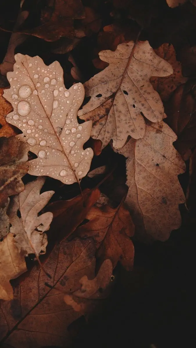 Download High-Quality Fall Leaf Photo