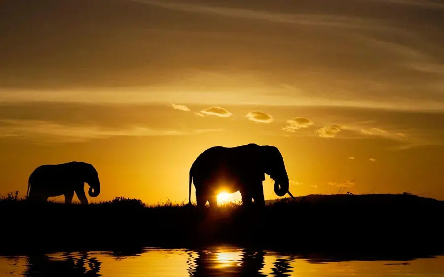 Download Desert Wildlife Image
