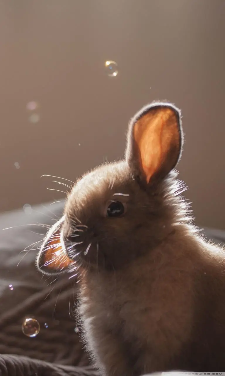Cute Rabbit Picture for Profile