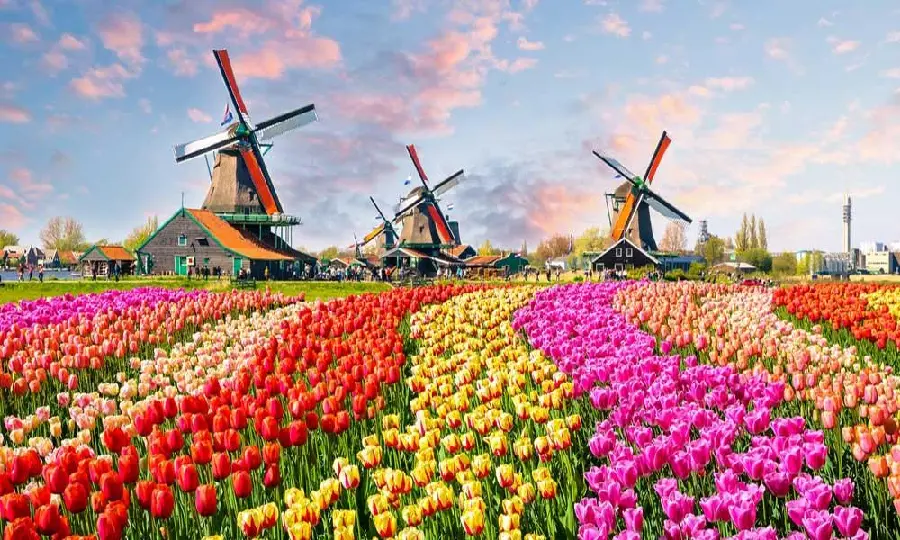 Tulip Flowers in the Netherlands