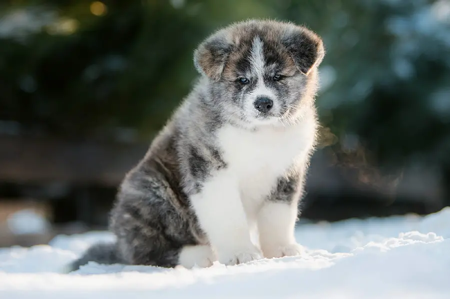 Akita Dog Breed Photos and Characteristics
