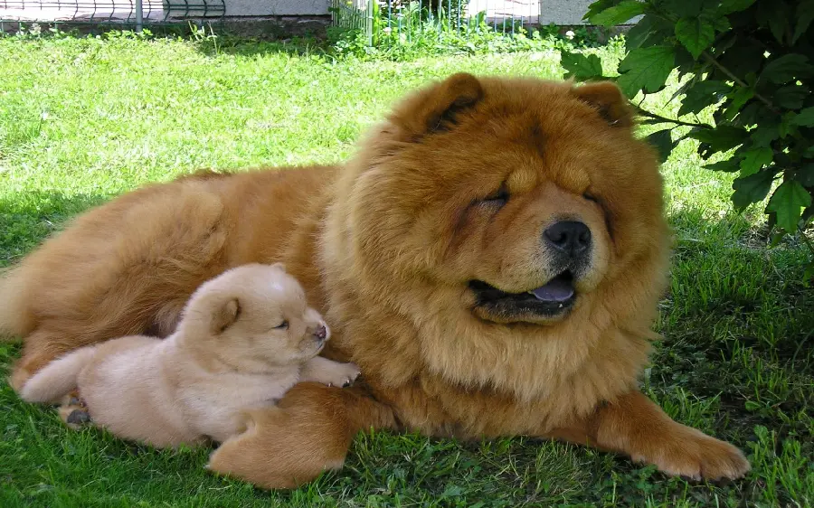 Download High-Quality Photo of a Cute Chow Chow Dog
