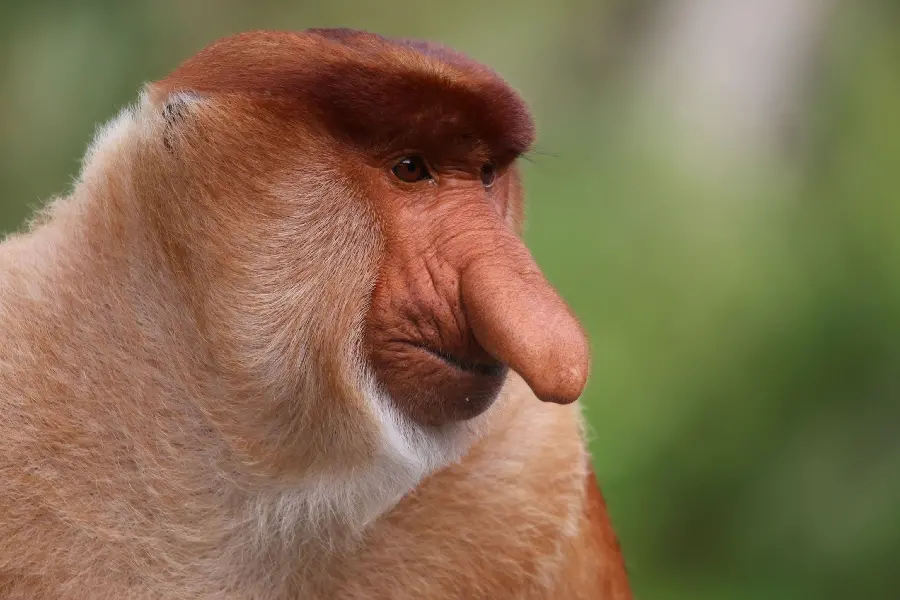 Photo of Long Nosed or Proboscis Monkeys
