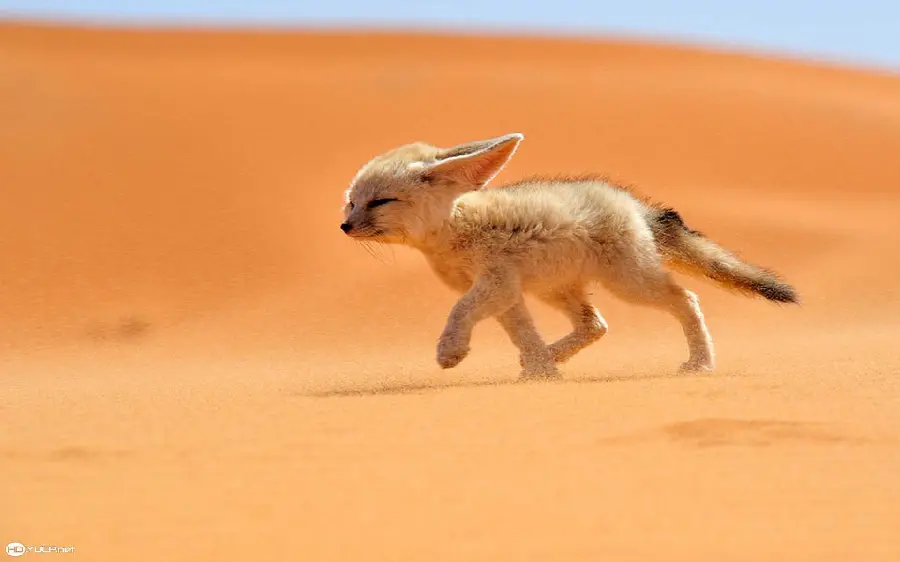 Download Beautiful Sand Fox Image