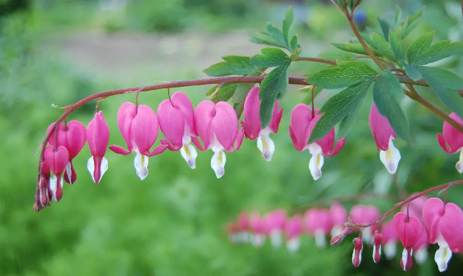 Bleeding Heart Flower Pictures - Unique and Beautiful Flowers