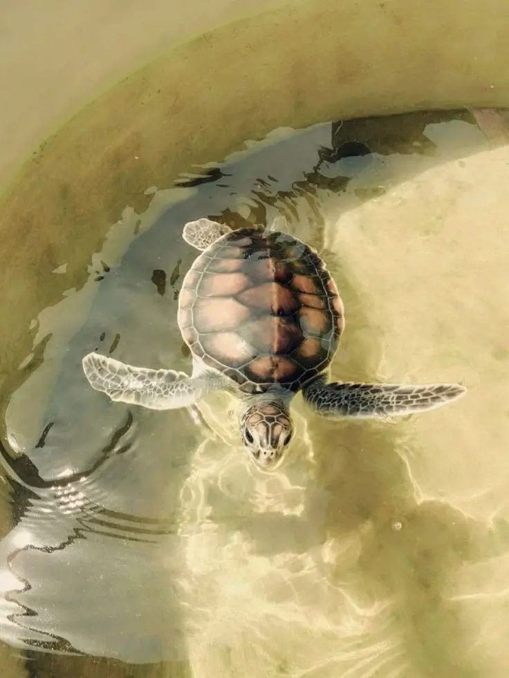 Download Profile Picture of Turtle in Pond