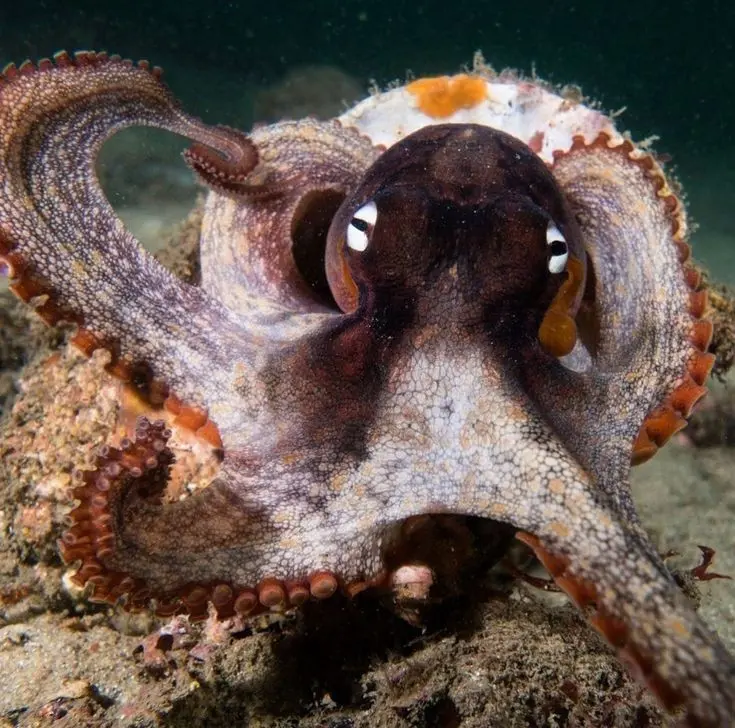 Download Scary Octopus Image in HD Quality