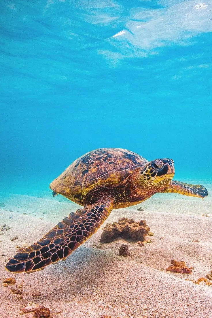 Download Wallpaper of Turtle Swimming in Clean Sea Water