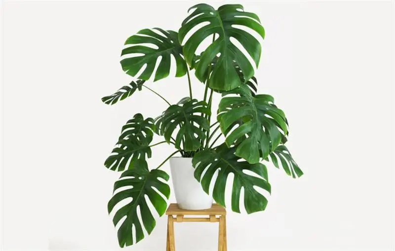 Monstera - The Iconic and Stylish Foliage Plant