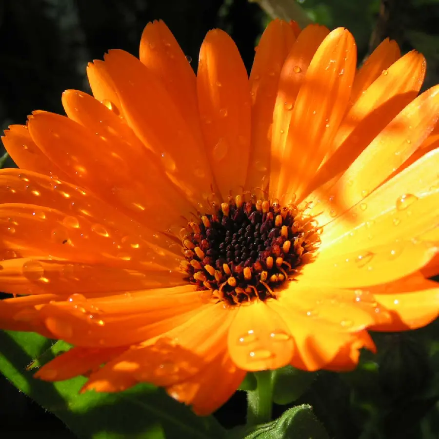 Download Marigold Beautiful Flower in Ultra High Quality