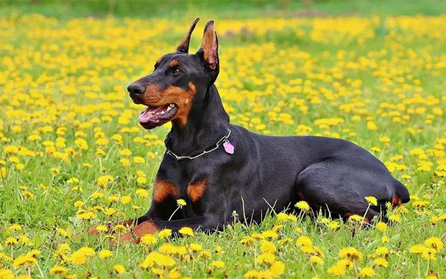 Download Image of a Doberman Dog