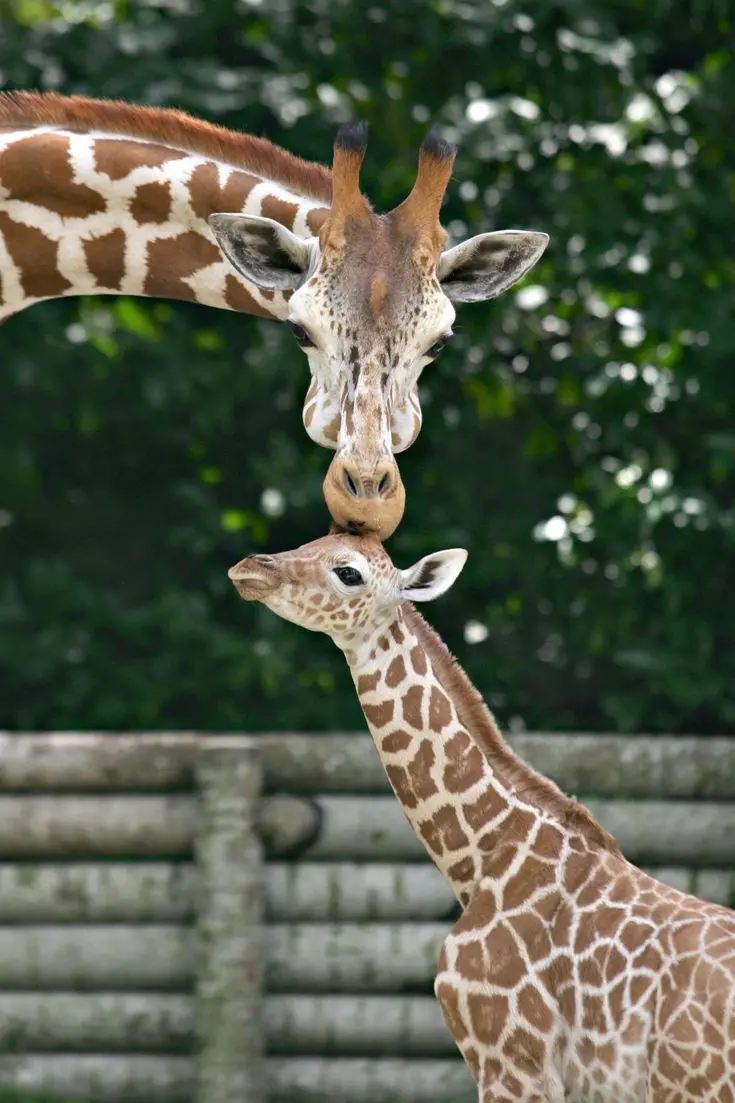 Download Giraffe Mother Kissing Baby Wallpaper
