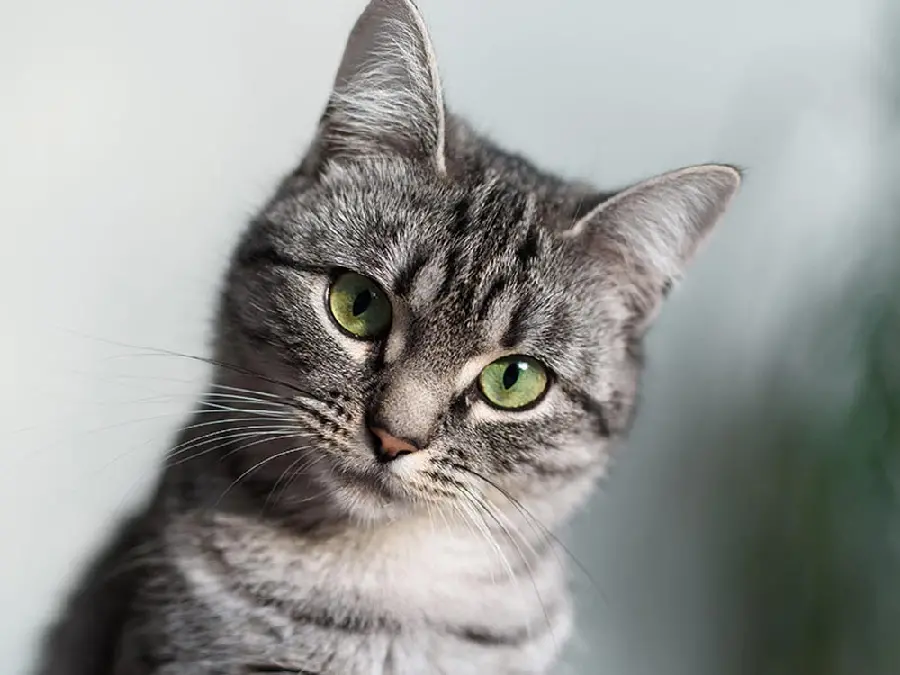 American Shorthair Cat Photo