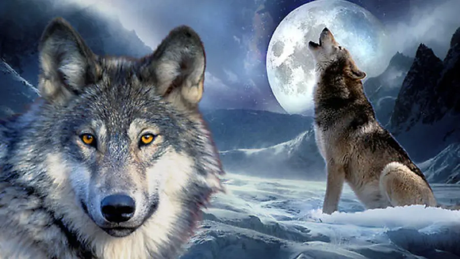 Wolf Wallpaper for Background - Stunning HD Quality
