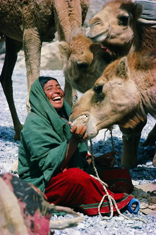 Download Feeding Camel Background Photo