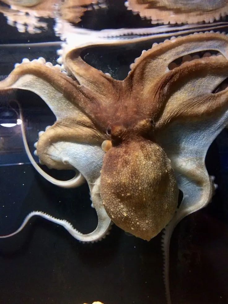 Download High-Quality Octopus Underwater Photo